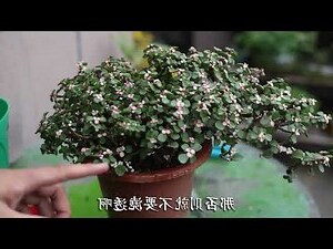 金枝玉葉 植物